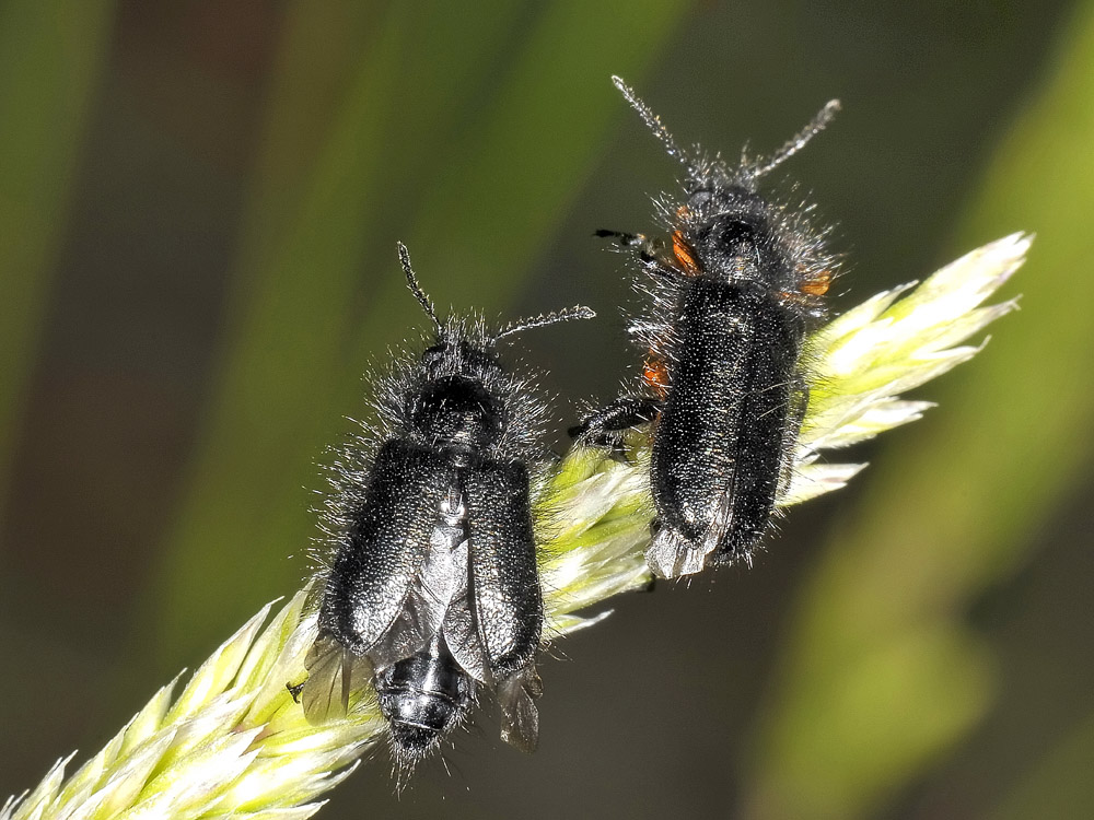 Enicopus pilosus (Dasytidae) con triungulini